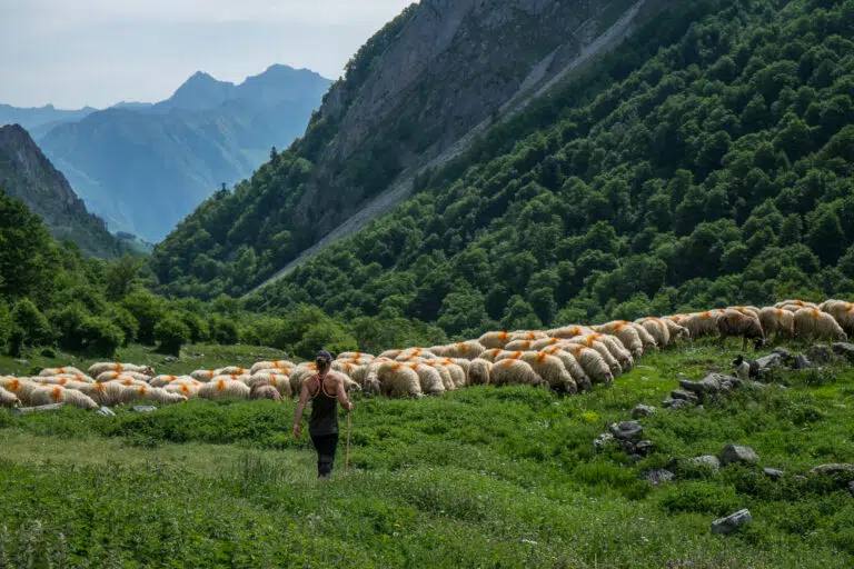 Photo de pastoralisme et transhumance aux estives du Béarn avec Laurent Loustau